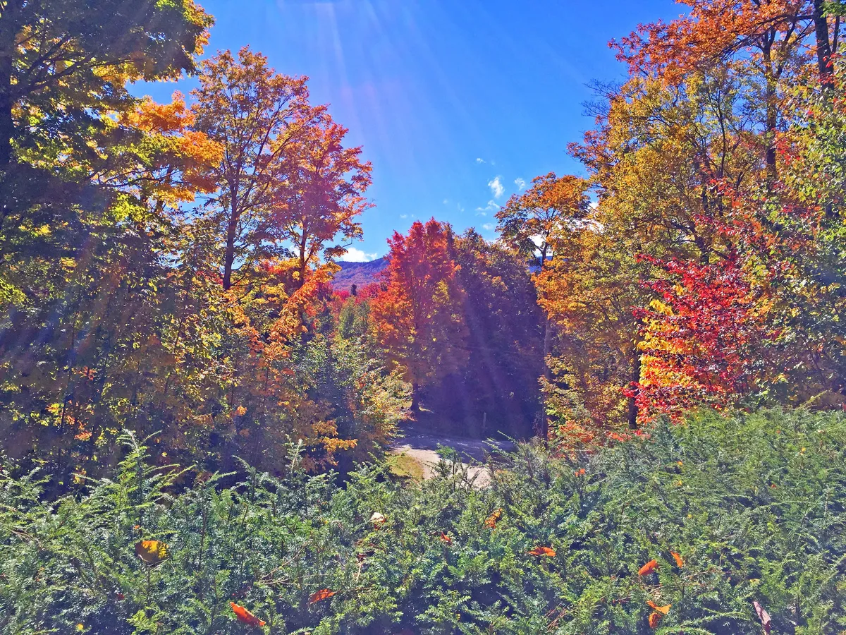 A vibrant autumn scene featuring colorful trees, a clear blue sky, and a winding path. The landscape invites seasonal exploration, such as leaf peeping, nature walks, and family outings.