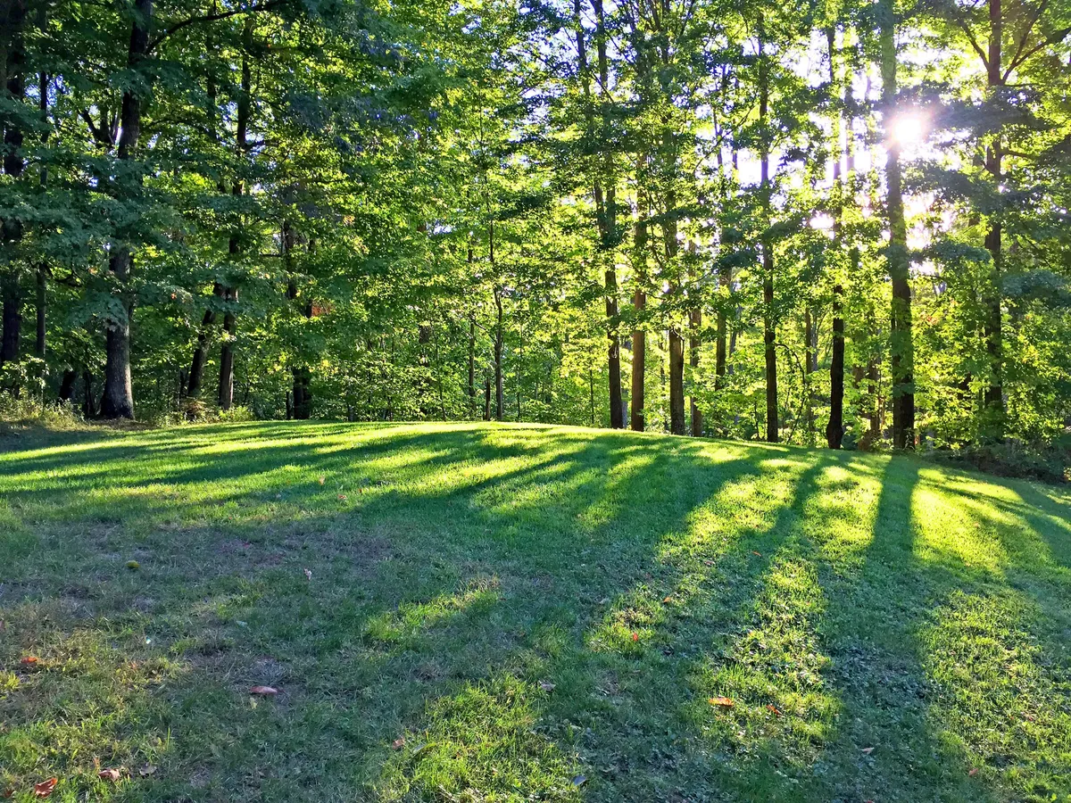 A tranquil, sun-dappled forest scene with lush green grass and tall trees. Sunlight streams through the branches, creating a peaceful atmosphere perfect for picnicking, nature walks, or simply soaking in the natural beauty.
